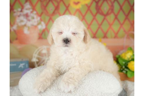 成約済の千葉県のミックス犬-380309の8枚目